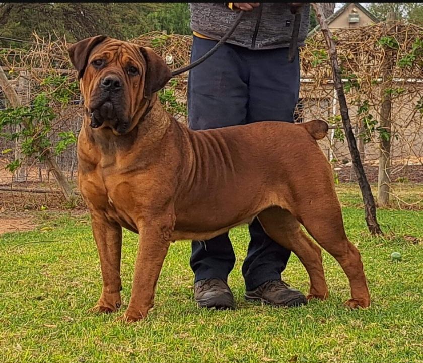 Elevation Stud Ruby
