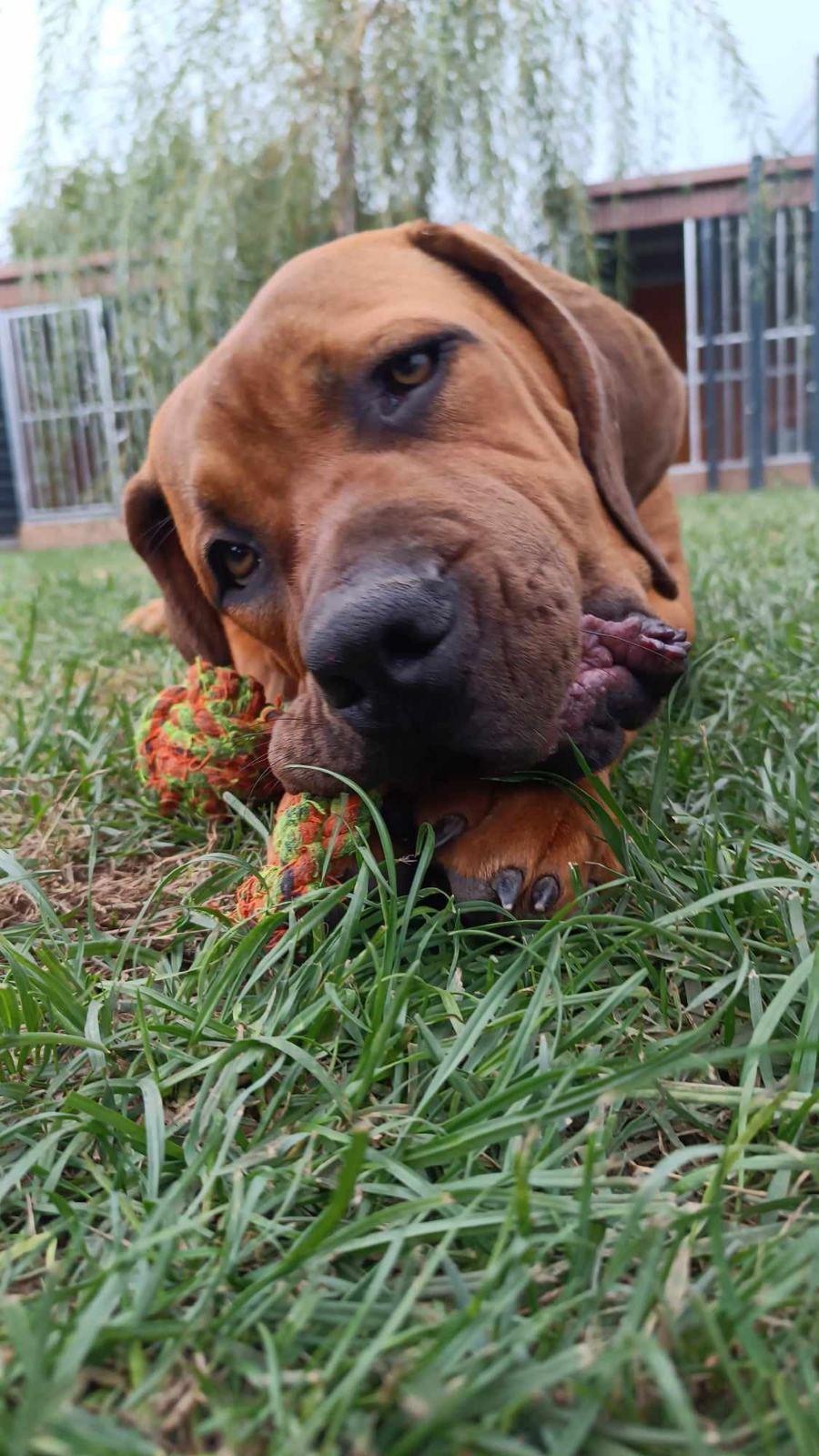 Samson Boerboels Delila