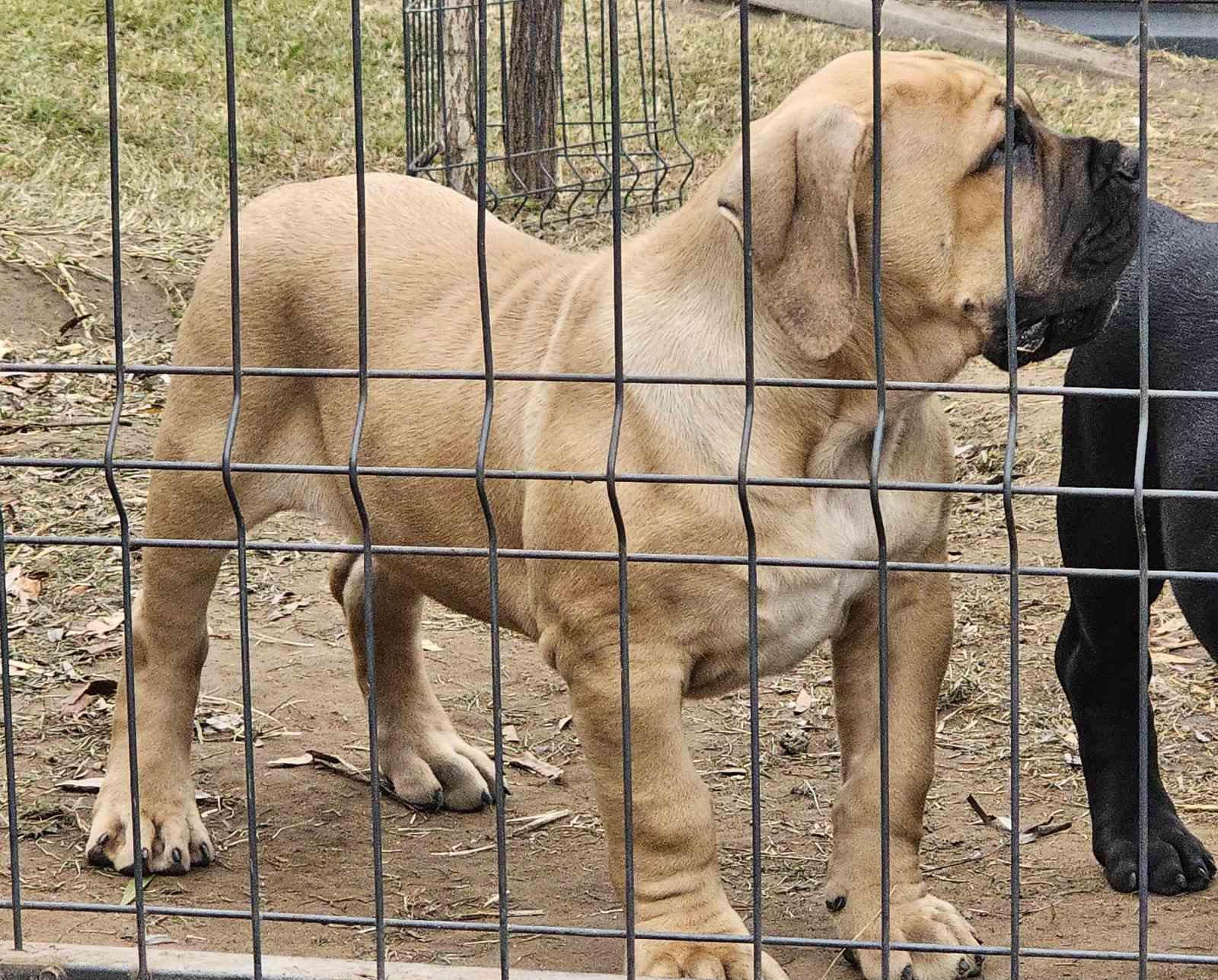 Samson Boerboels Izogie