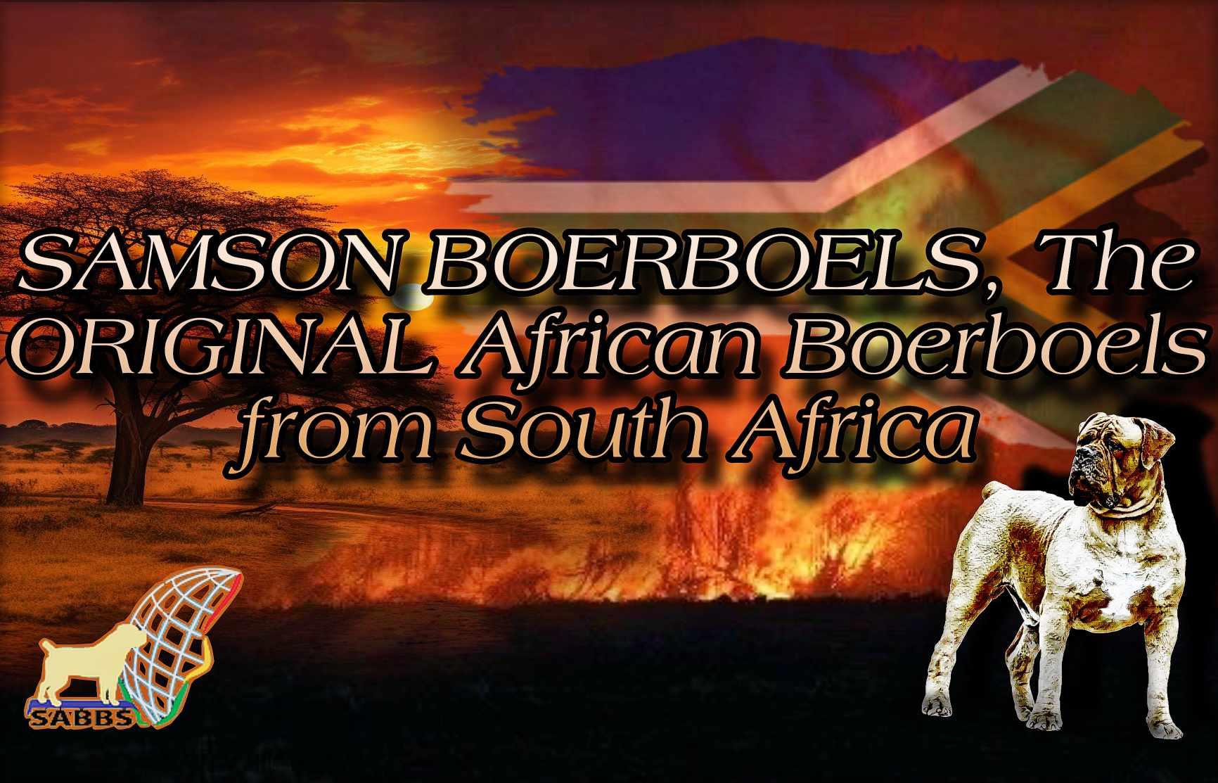 Samson Boerboels